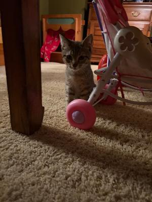 Enlarge Gumbo, a Adopted Domestic Short Hair in Mokena, IL image 3/3