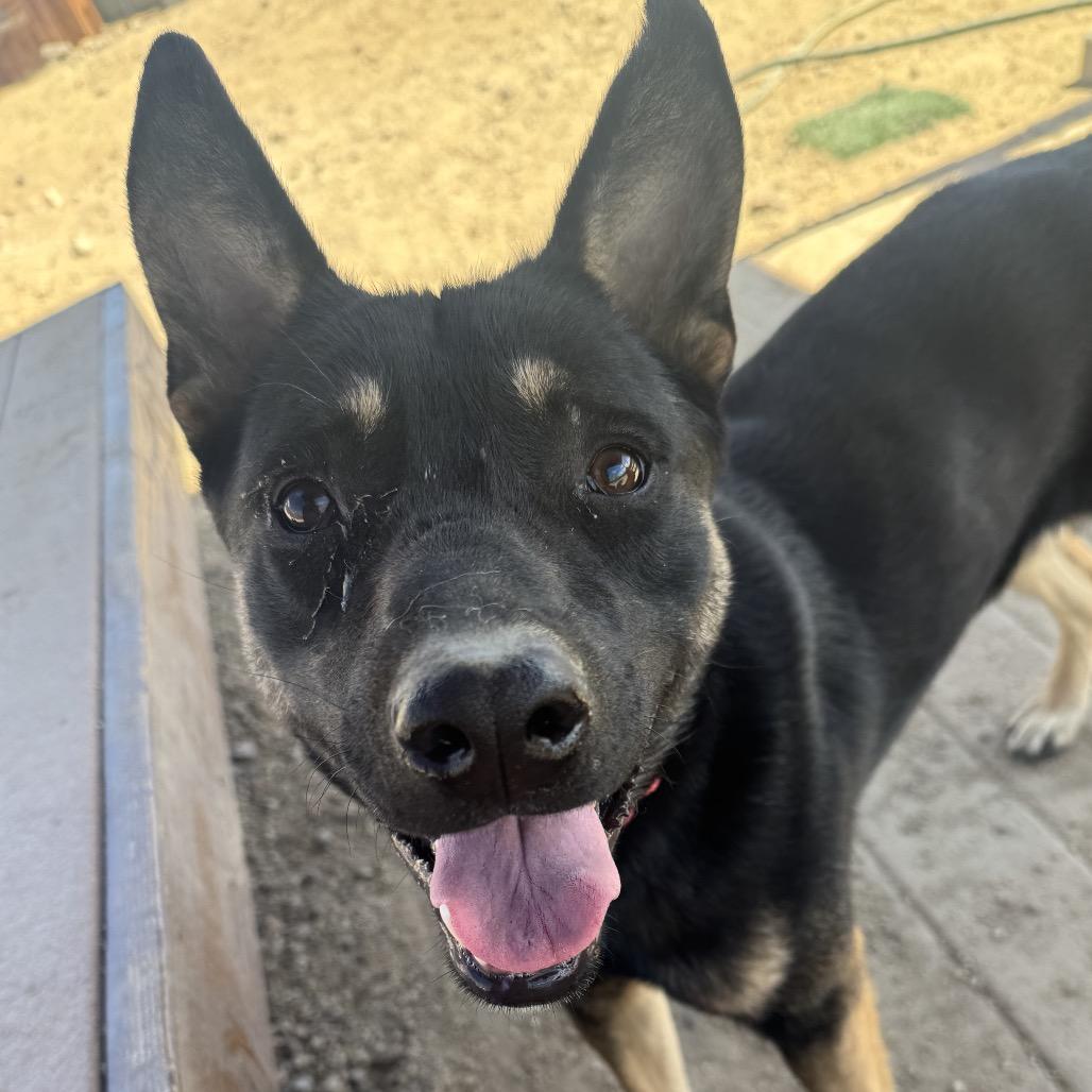Hudson, Adoptable, Adult Male German Shepherd Dog.
