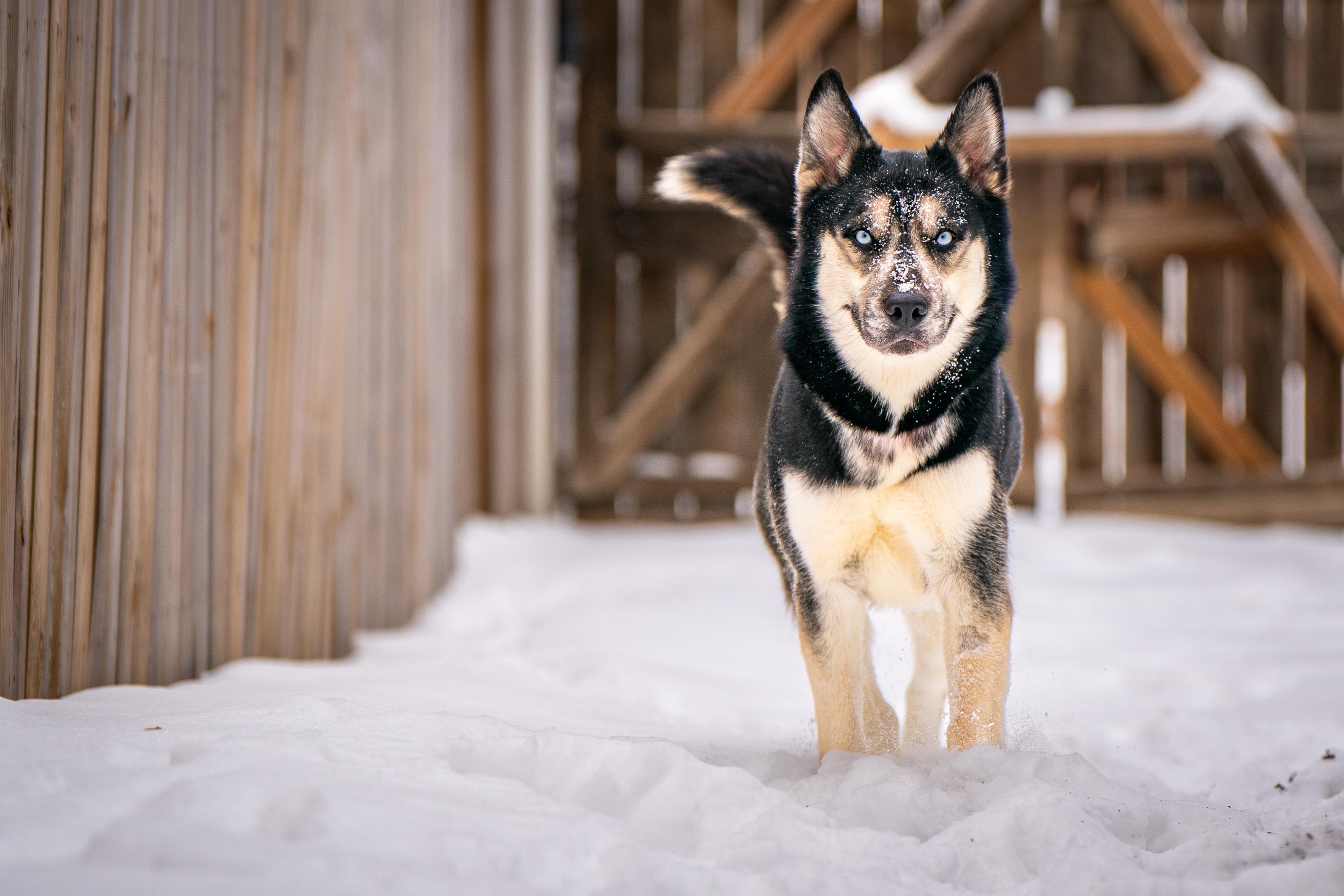 Klondike, ADOPTABLE, Young Female Husky & Shepherd.