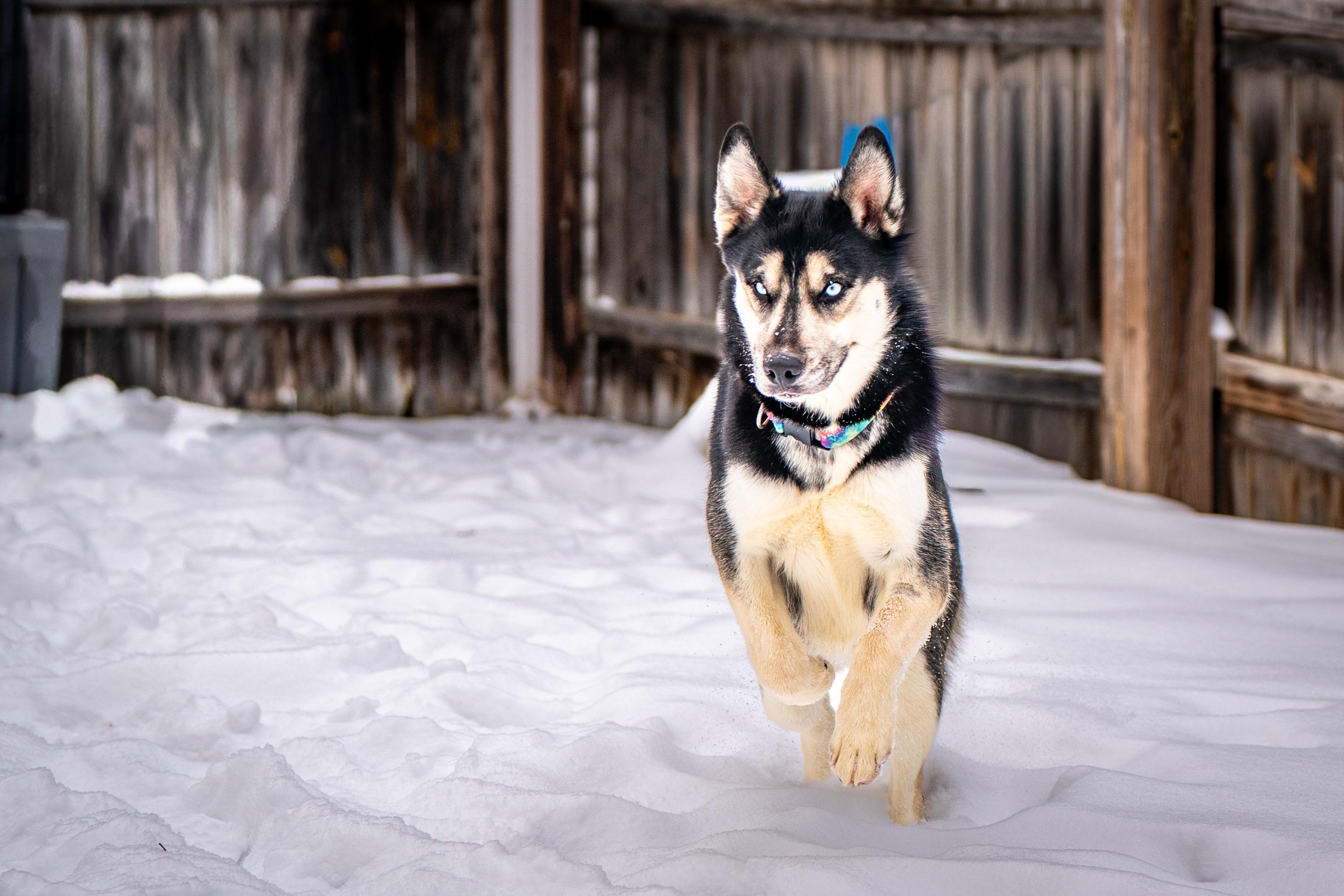 Klondike, a ADOPTABLE mixed breed in Red Wing, MN image 3/6