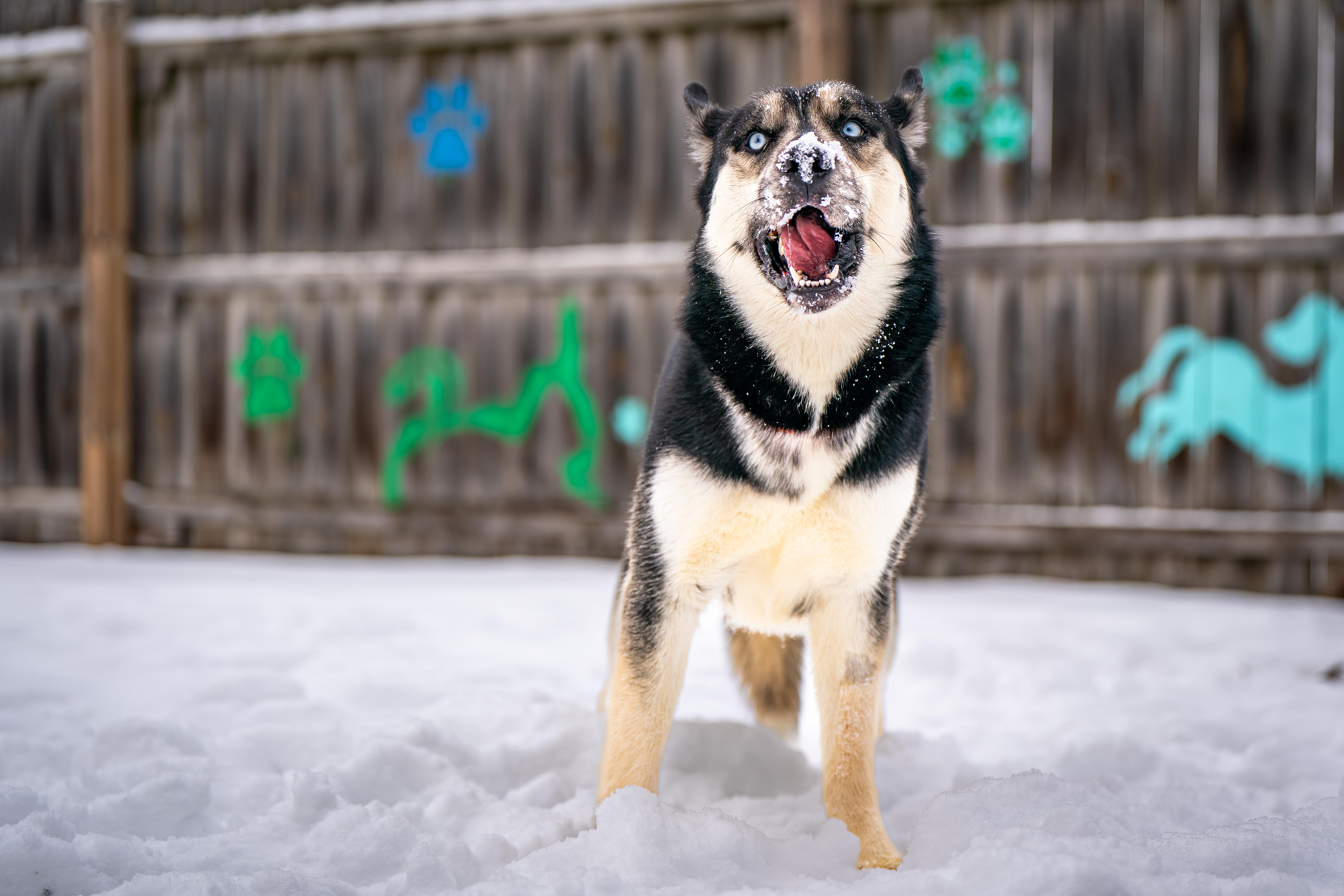 Klondike, a ADOPTABLE mixed breed in Red Wing, MN image 4/6