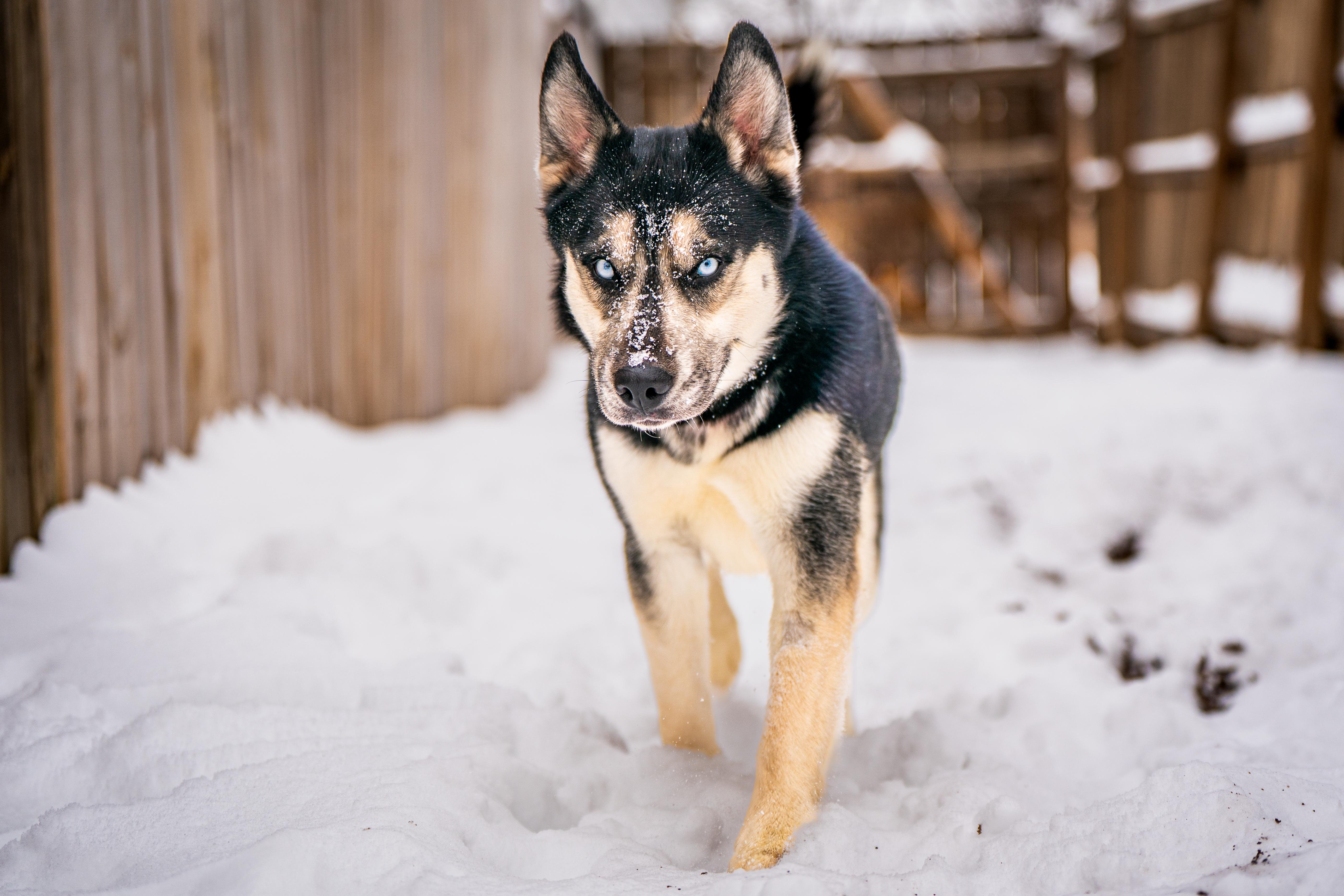 Klondike, a ADOPTABLE mixed breed in Red Wing, MN image 5/6