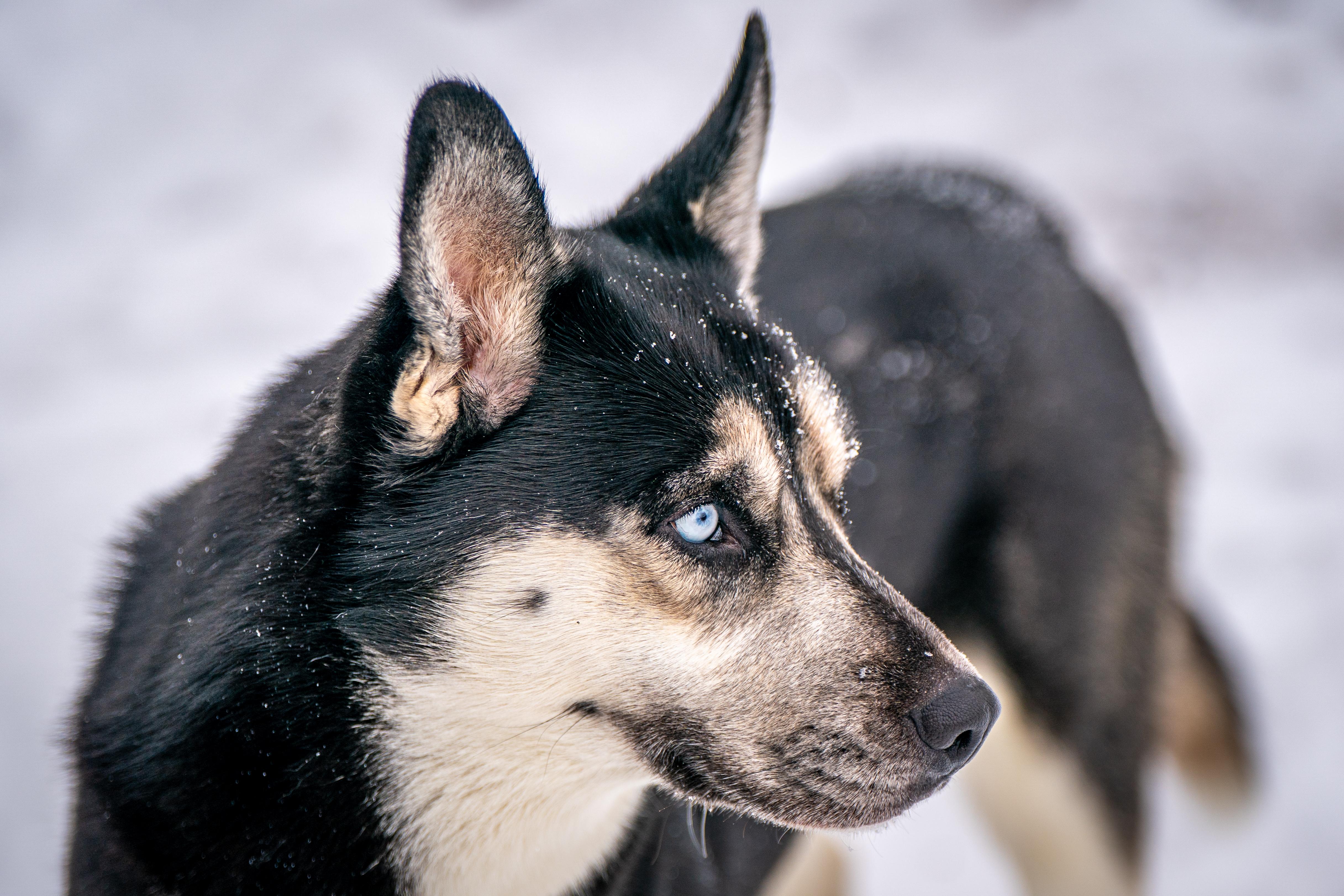 Klondike, a ADOPTABLE mixed breed in Red Wing, MN image 6/6