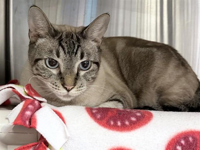 Enlarge FLINT, a Adoptable mixed breed in Ames, IA image 1/1