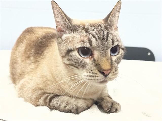 Enlarge FLINT, a Adoptable mixed breed in Ames, IA image 1/1