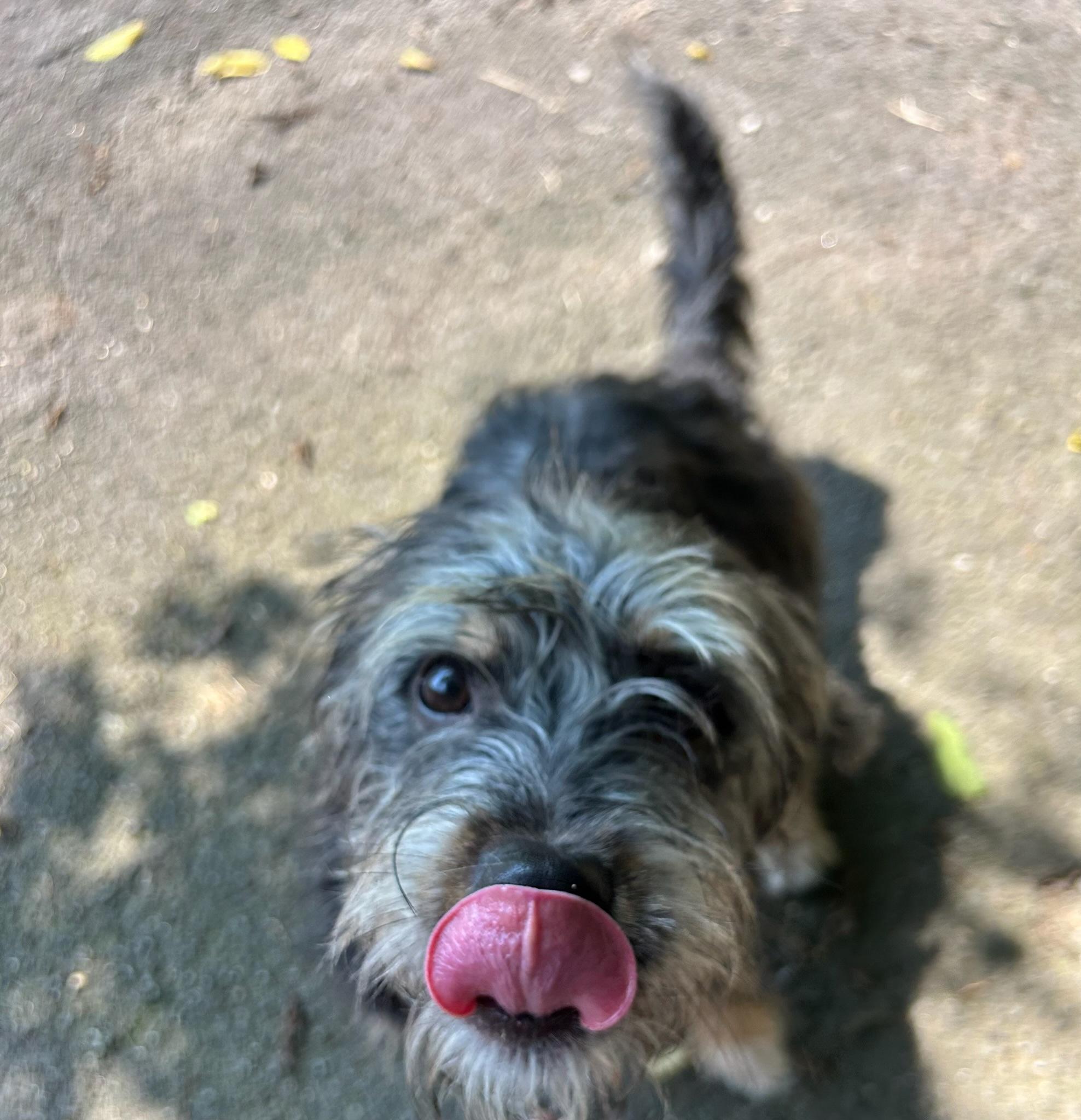 Ziggy, a ADOPTABLE mixed breed in Nashville, TN image 3/4