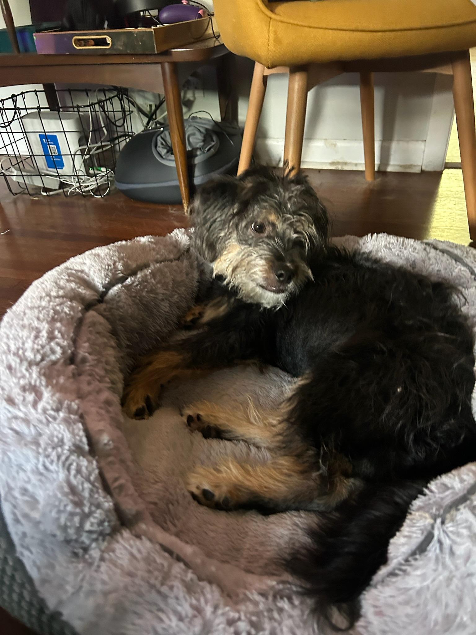 Ziggy, a ADOPTABLE mixed breed in Nashville, TN image 2/4