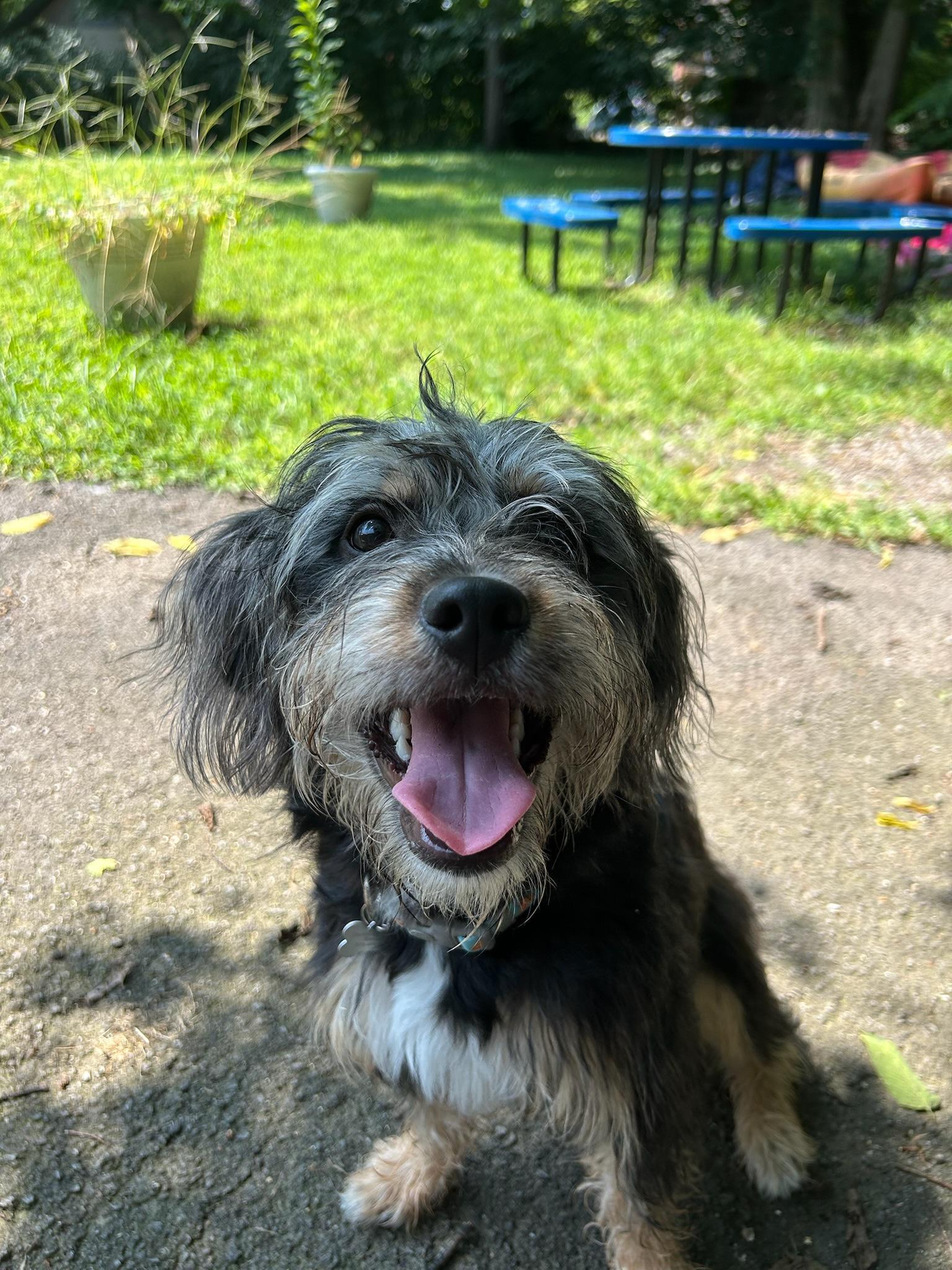 Ziggy, ADOPTABLE, Young Male Terrier.