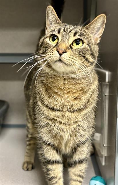 GRISELDA, Adoptable, Adult Female Domestic Short Hair.