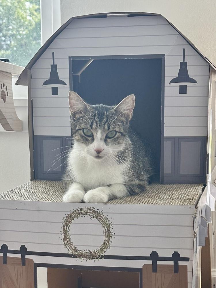 Lilly, Adoptable, Young Female Domestic Short Hair.