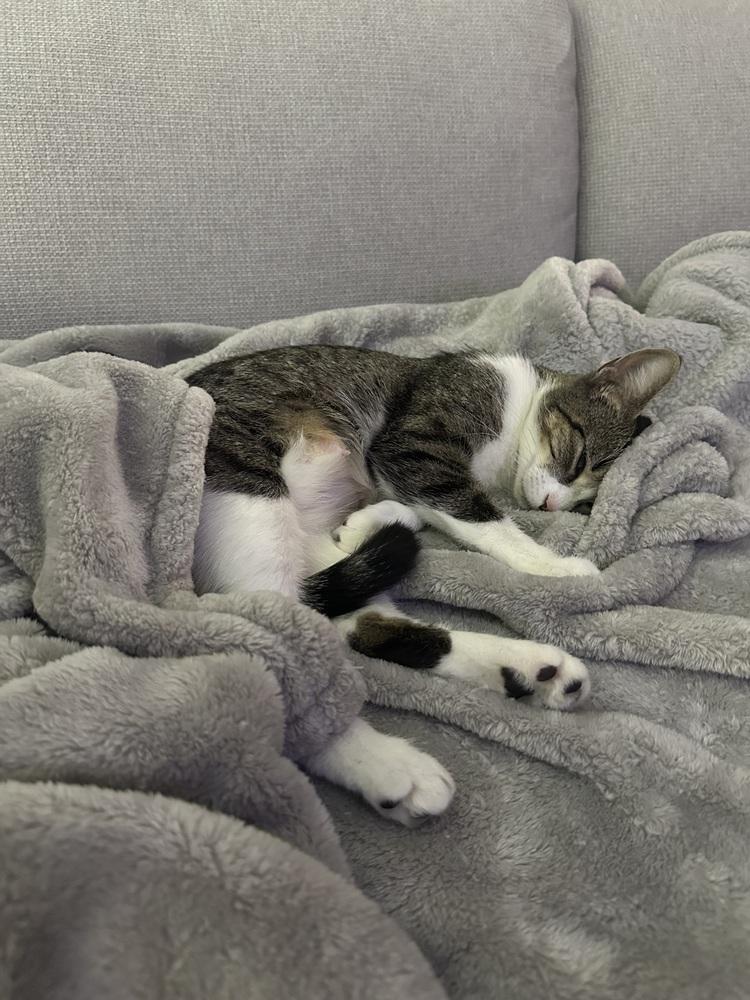 Lilly, a Adoptable mixed breed in Vienna , VA image 2/6