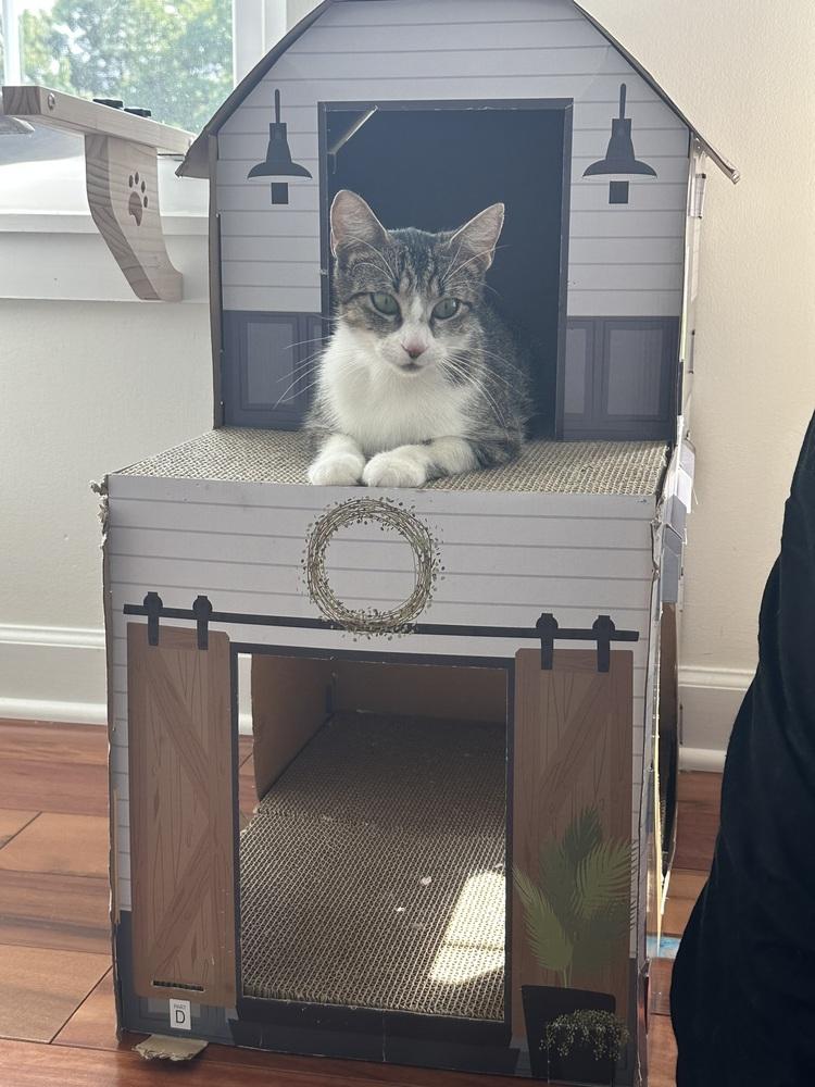 Lilly, a Adoptable mixed breed in Vienna , VA image 3/6