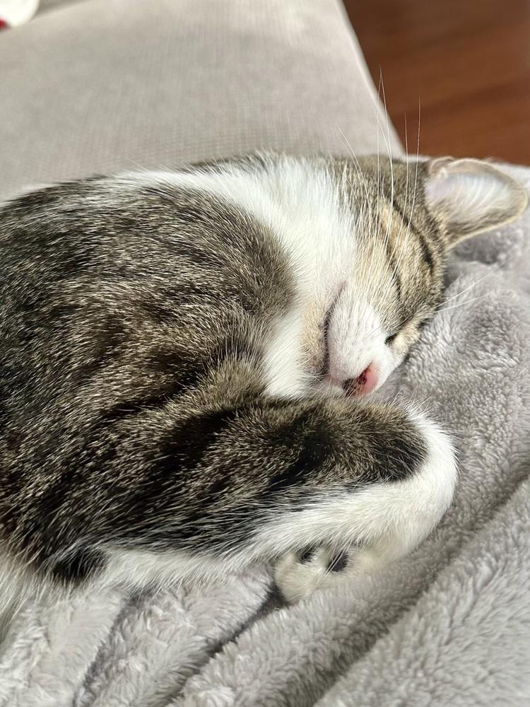 Lilly, a Adoptable mixed breed in Vienna , VA image 4/6