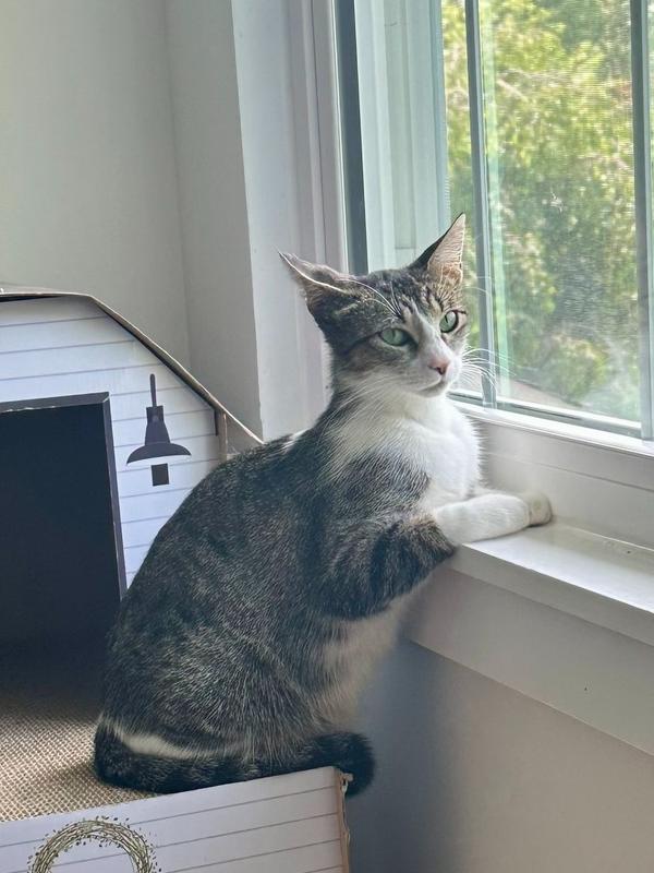 Lilly, a Adoptable mixed breed in Vienna , VA image 5/6