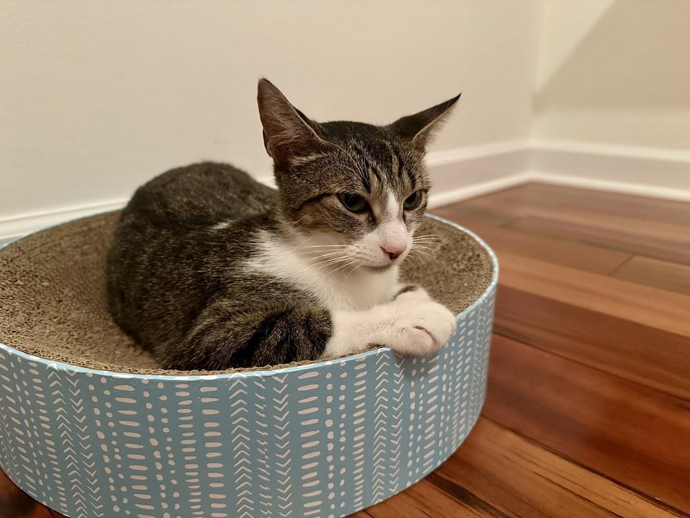 Lilly, a Adoptable mixed breed in Vienna , VA image 6/6