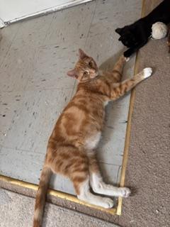 Blossom, ADOPTABLE, Adult Female Domestic Short Hair.