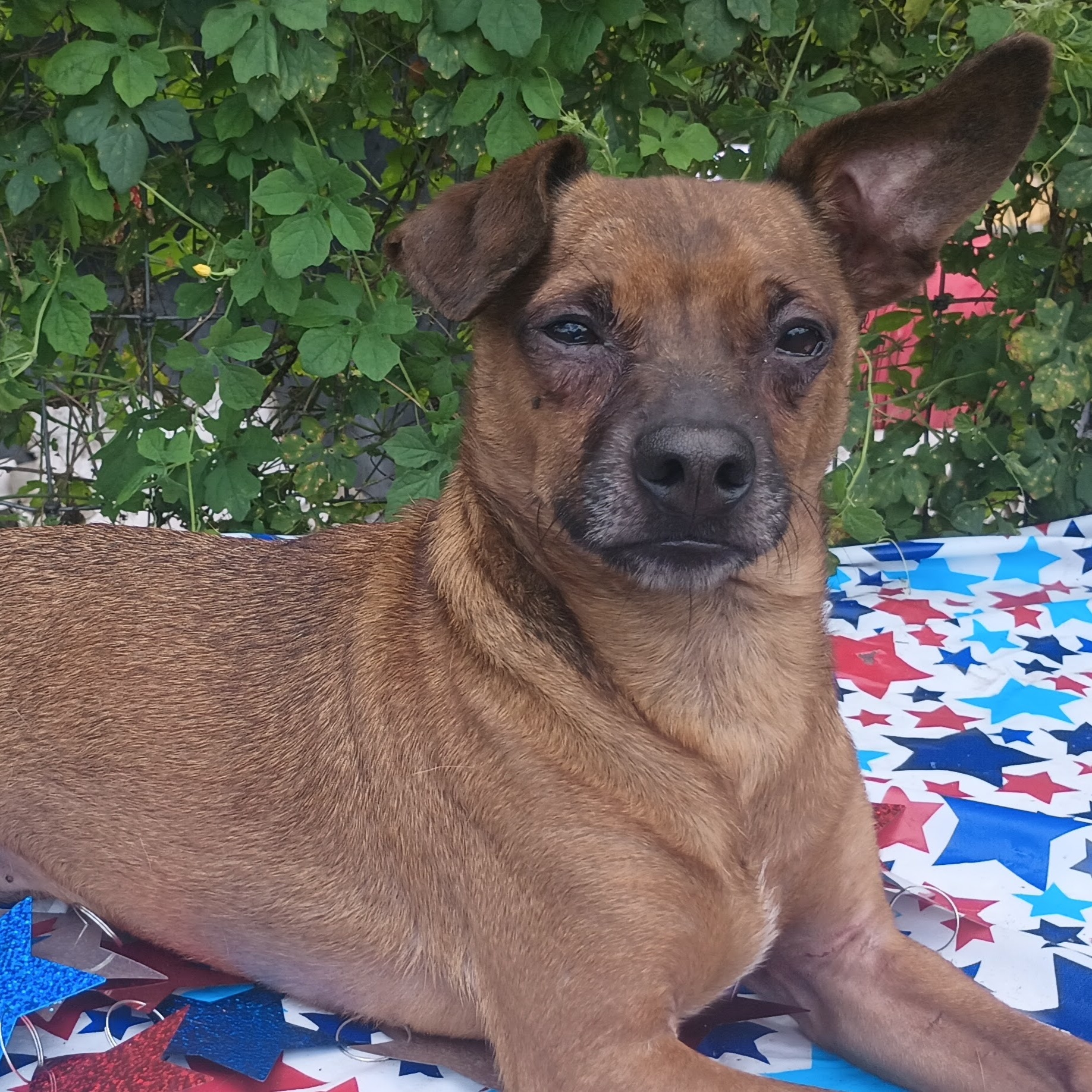 Junior, a Adoptable Chiweenie in Boca Raton, FL image 1/4