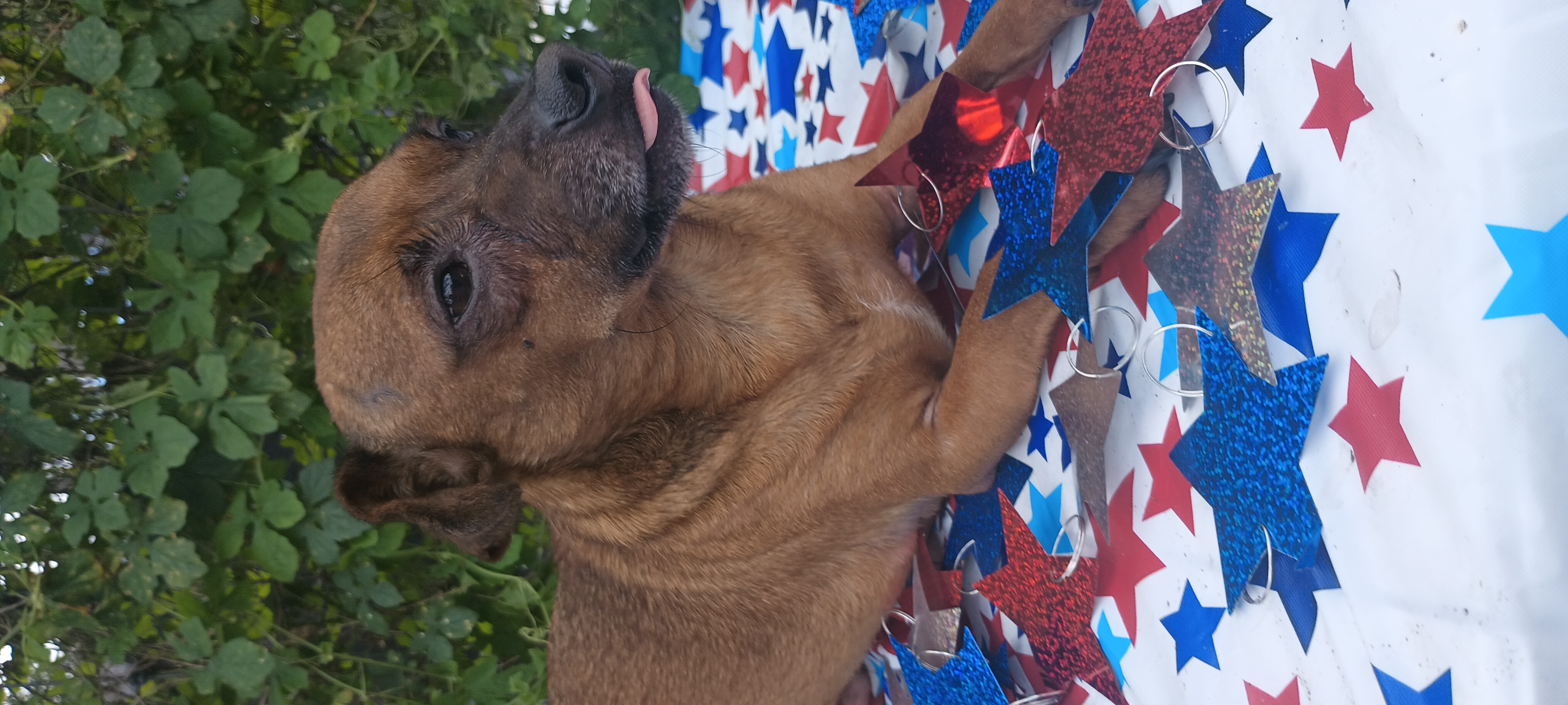 Junior, a Adoptable Chiweenie in Boca Raton, FL image 3/4