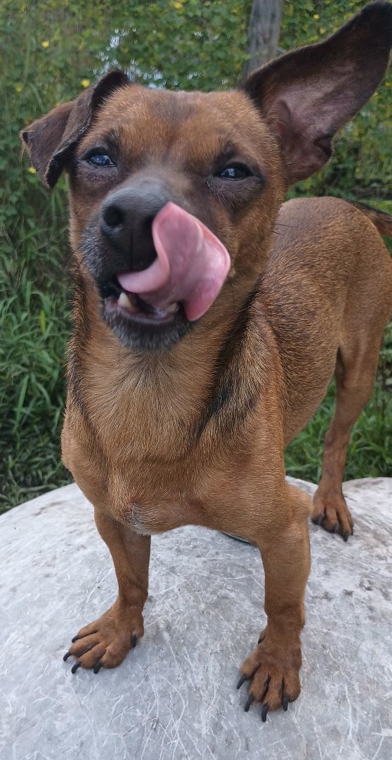 Junior, a Adoptable Chiweenie in Boca Raton, FL image 4/4