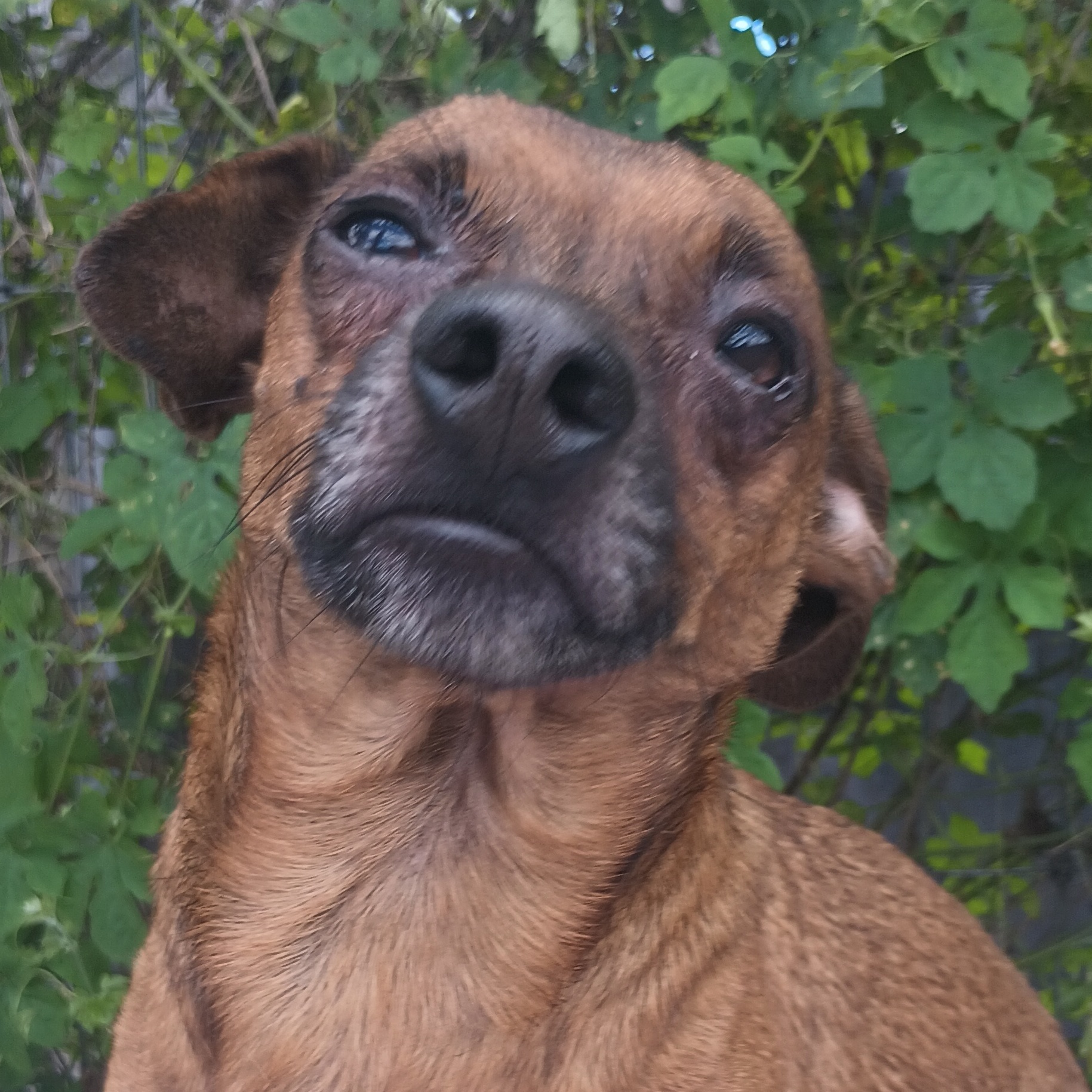 Junior, a Adoptable Chiweenie in Boca Raton, FL image 2/4