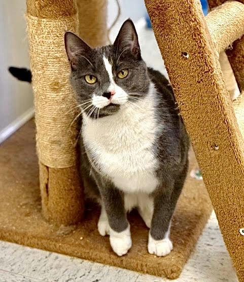 Chester, Adoptable, Adult Male Domestic Short Hair.