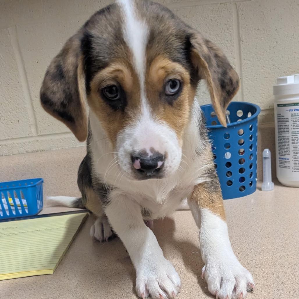 Farmer, Adoptable, Puppy Male Mixed Breed.
