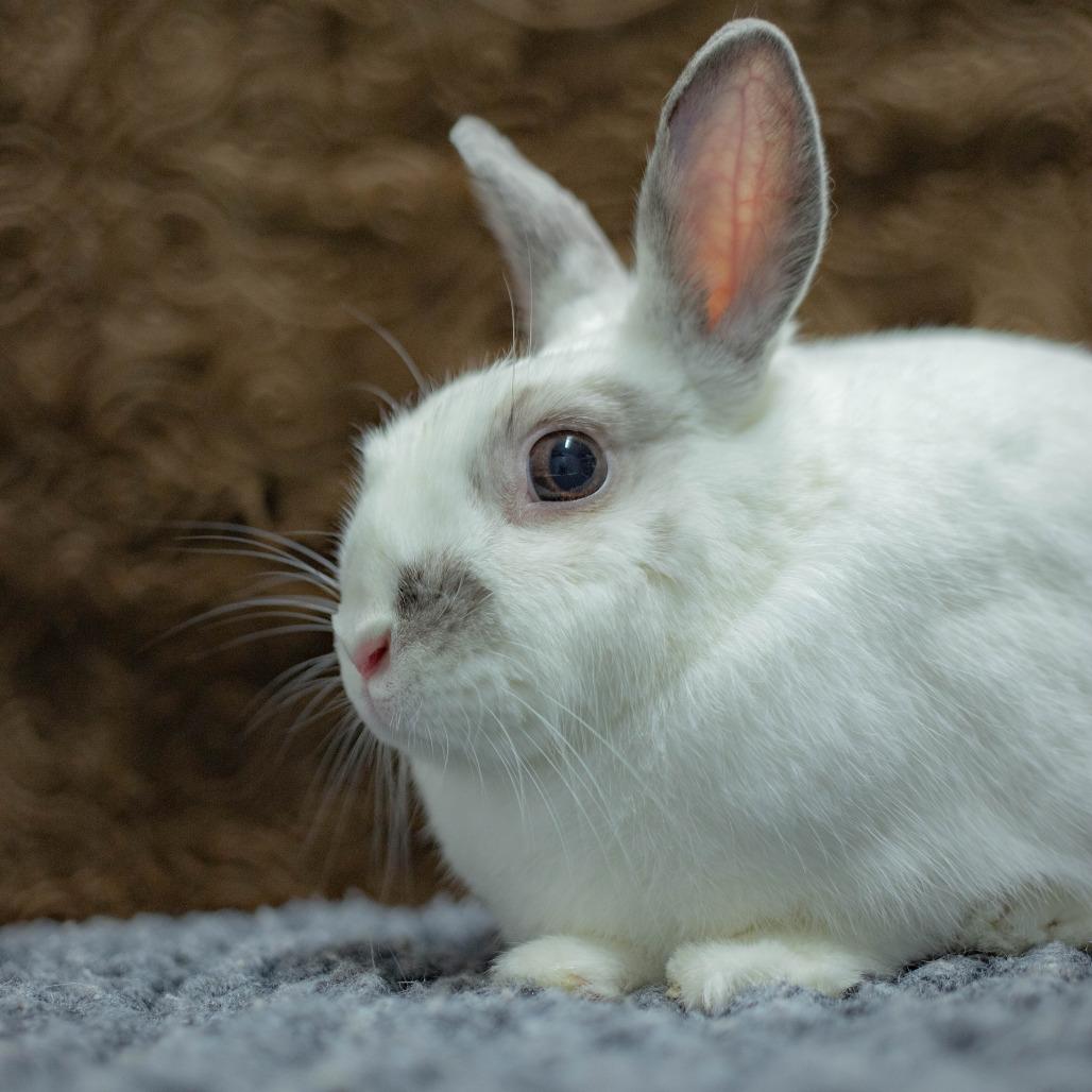 Argyle, Adoptable, Adult Male Polish & English Spot.