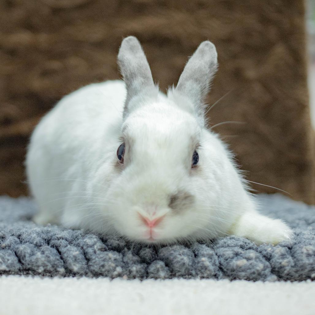 Argyle, a Adoptable mixed breed in San Diego, CA image 3/6