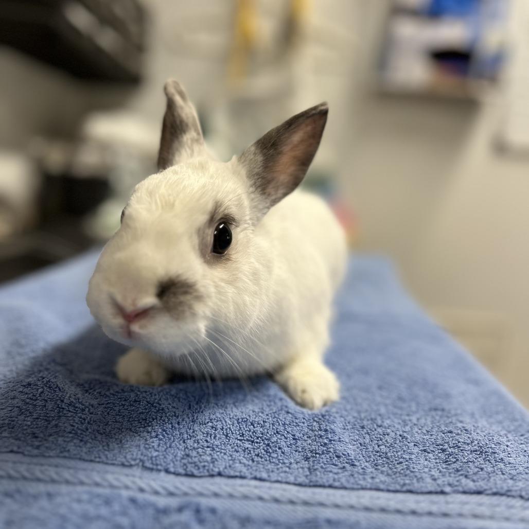 Argyle, a Adoptable mixed breed in San Diego, CA image 4/6