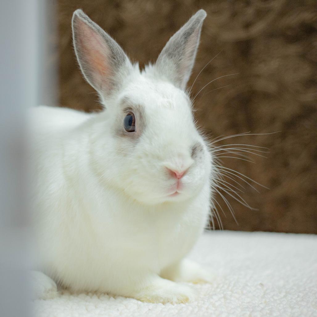 Argyle, a Adoptable mixed breed in San Diego, CA image 5/6