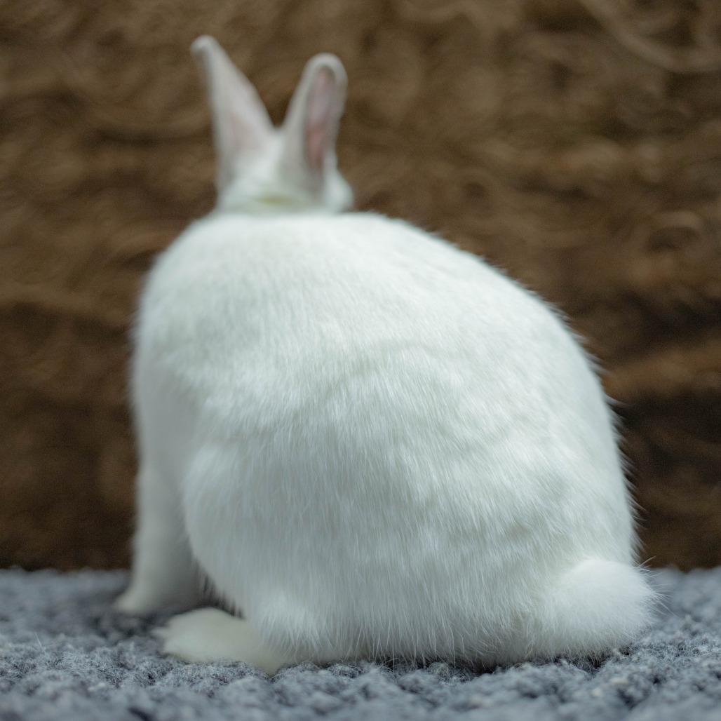 Argyle, a Adoptable mixed breed in San Diego, CA image 6/6