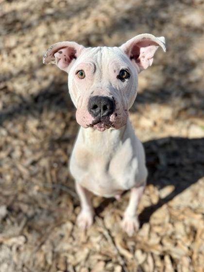 Enlarge Pixie, a Adoptable mixed breed in Picayune, MS image 1/3