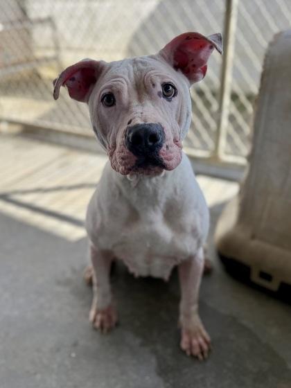 Enlarge Pixie, a Adoptable mixed breed in Picayune, MS image 2/3