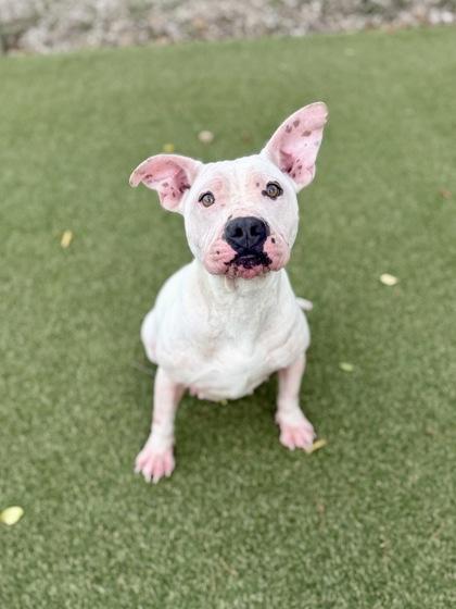 Pixie, Adoptable, Young Female Terrier & Mixed Breed.
