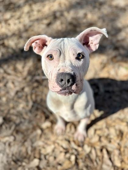Enlarge Pixie, a Adoptable mixed breed in Picayune, MS image 3/3
