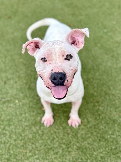 Enlarge Pixie, a Adoptable mixed breed in Picayune, MS image 3/3