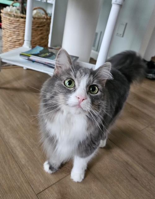 Pixie, a ADOPTABLE Domestic Long Hair in Minneapolis, MN image 1/6