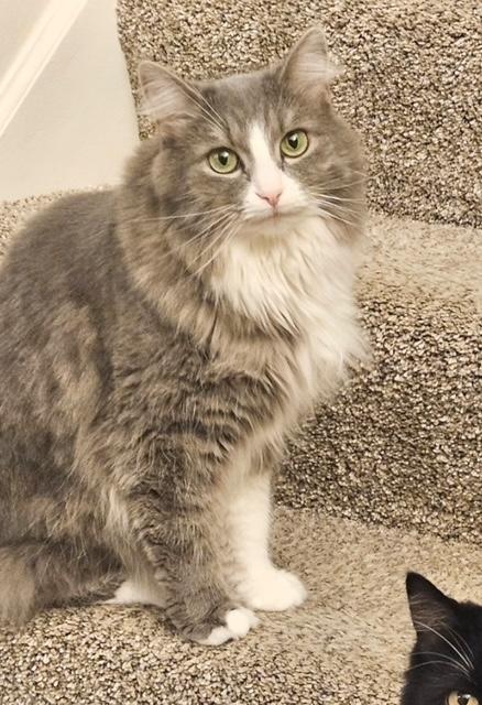 Pixie, a ADOPTABLE Domestic Long Hair in Minneapolis, MN image 2/6