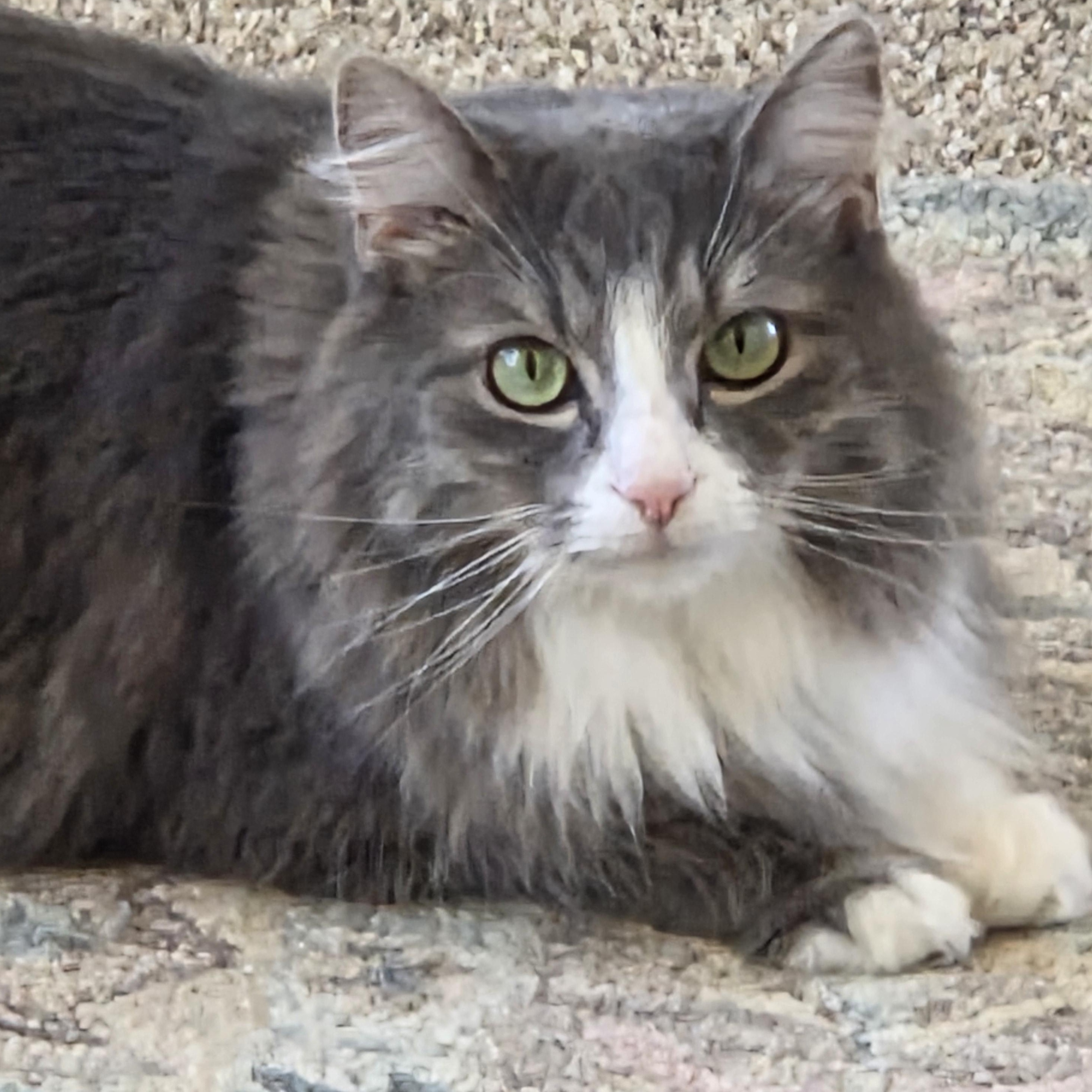 Pixie, a ADOPTABLE Domestic Long Hair in Minneapolis, MN image 3/6