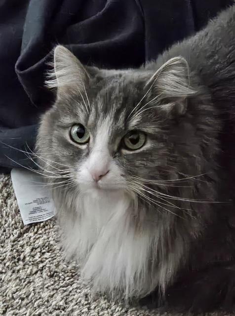 Pixie, a ADOPTABLE Domestic Long Hair in Minneapolis, MN image 4/6