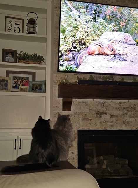 Pixie, a ADOPTABLE Domestic Long Hair in Minneapolis, MN image 5/6