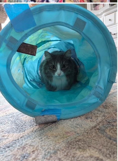 Pixie, a ADOPTABLE Domestic Long Hair in Minneapolis, MN image 6/6