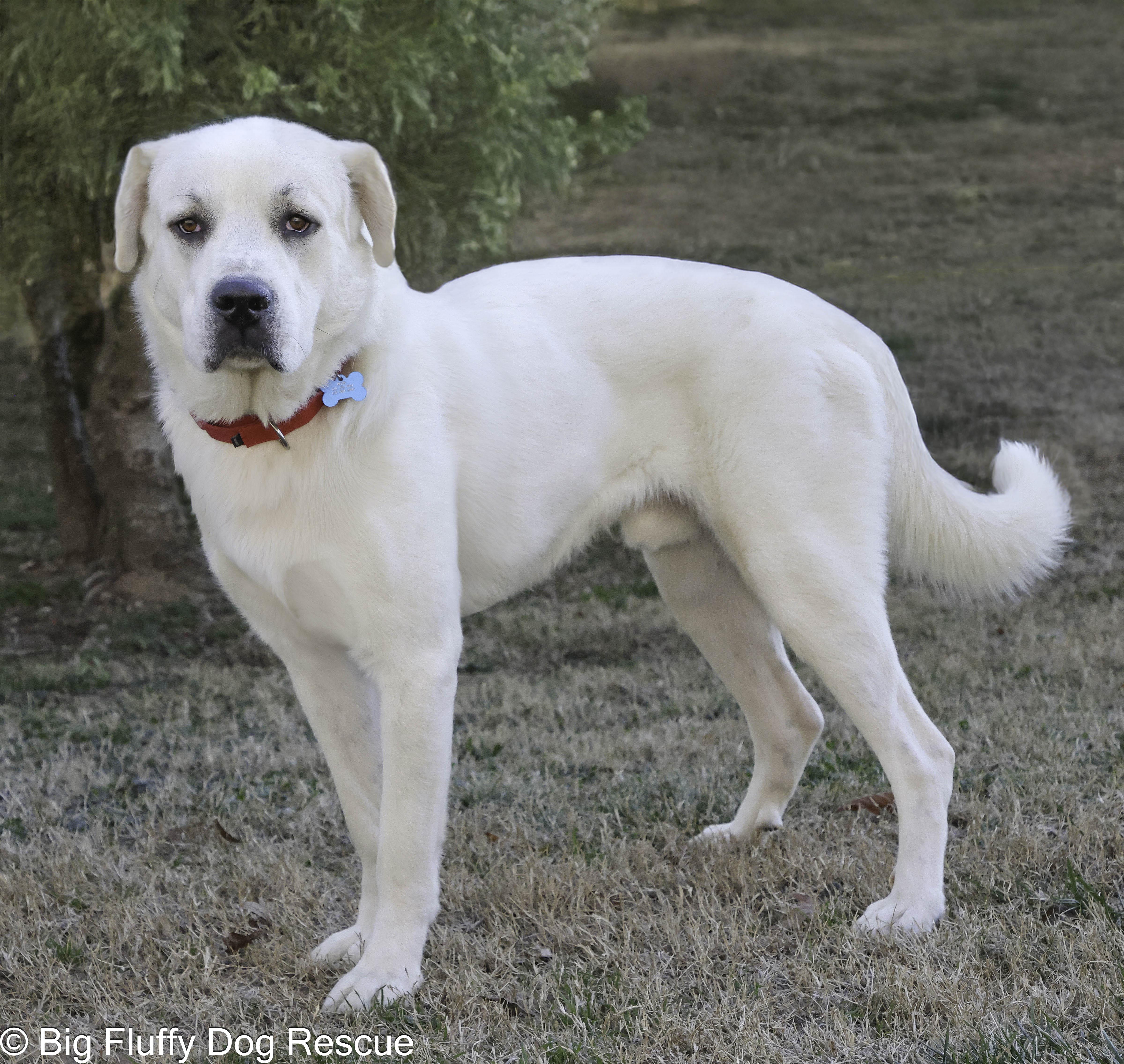 Elmo — thumbnail 3