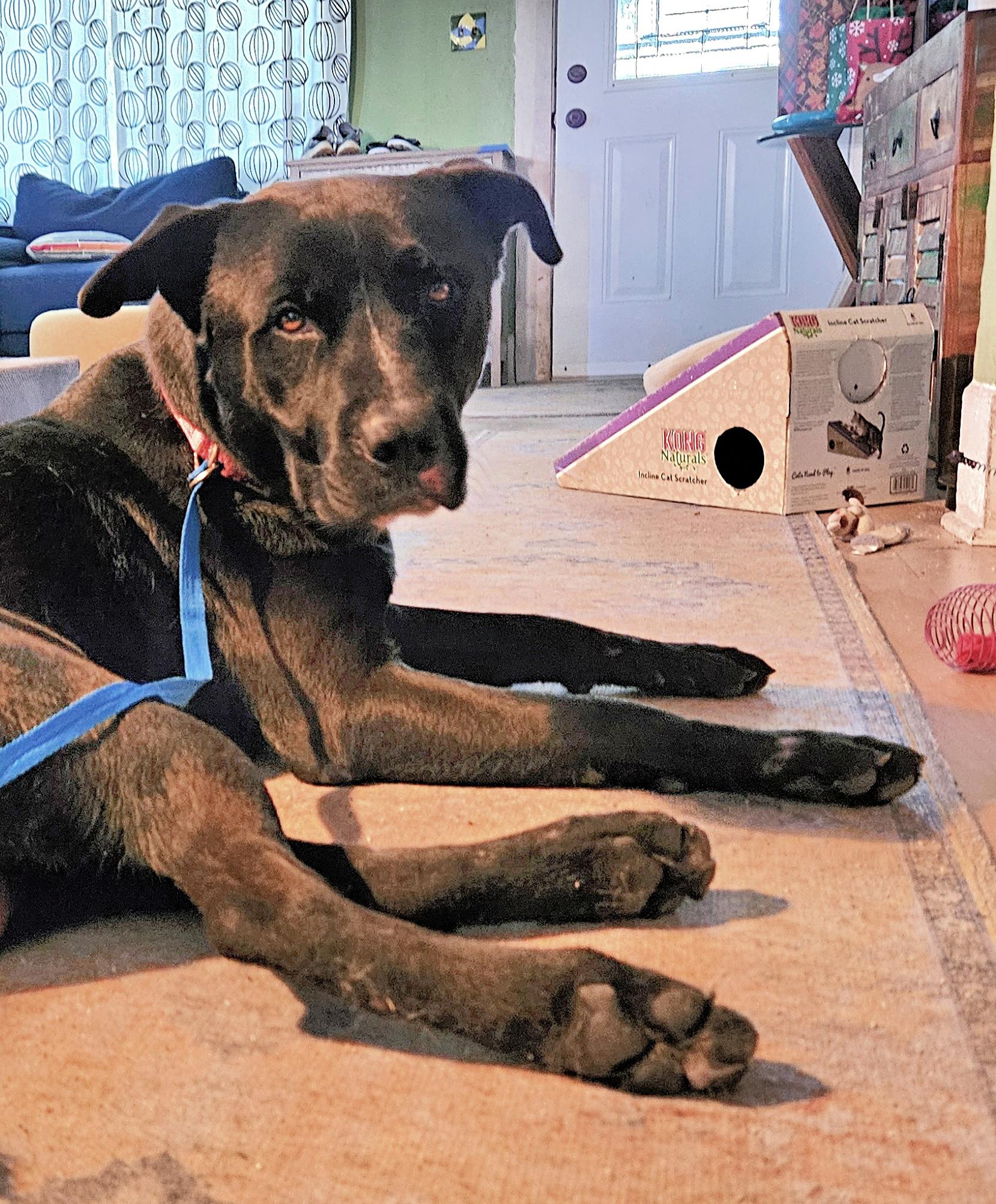 Malcom loves to play, a Adoptable Labrador Retriever in Redondo Beach, CA image 1/5