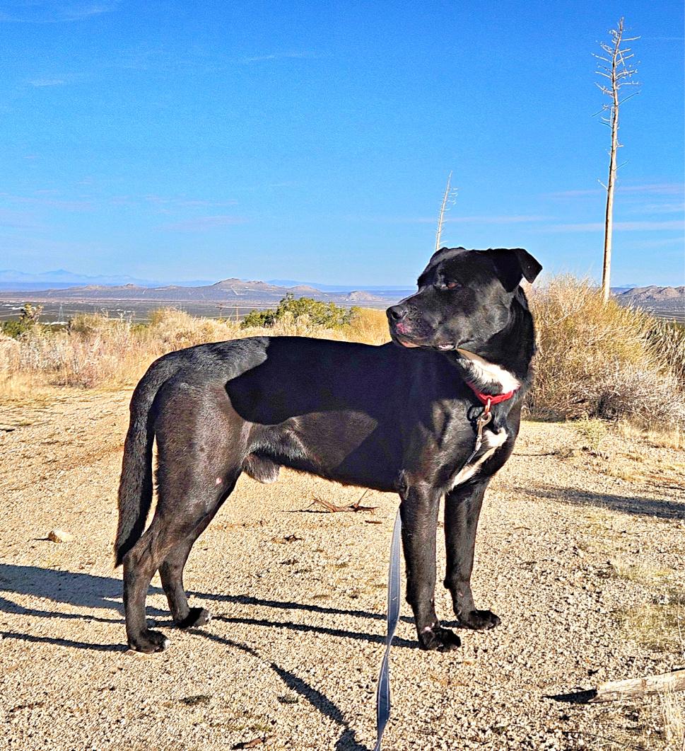 Malcom loves to play, a Adoptable Labrador Retriever in Redondo Beach, CA image 2/5