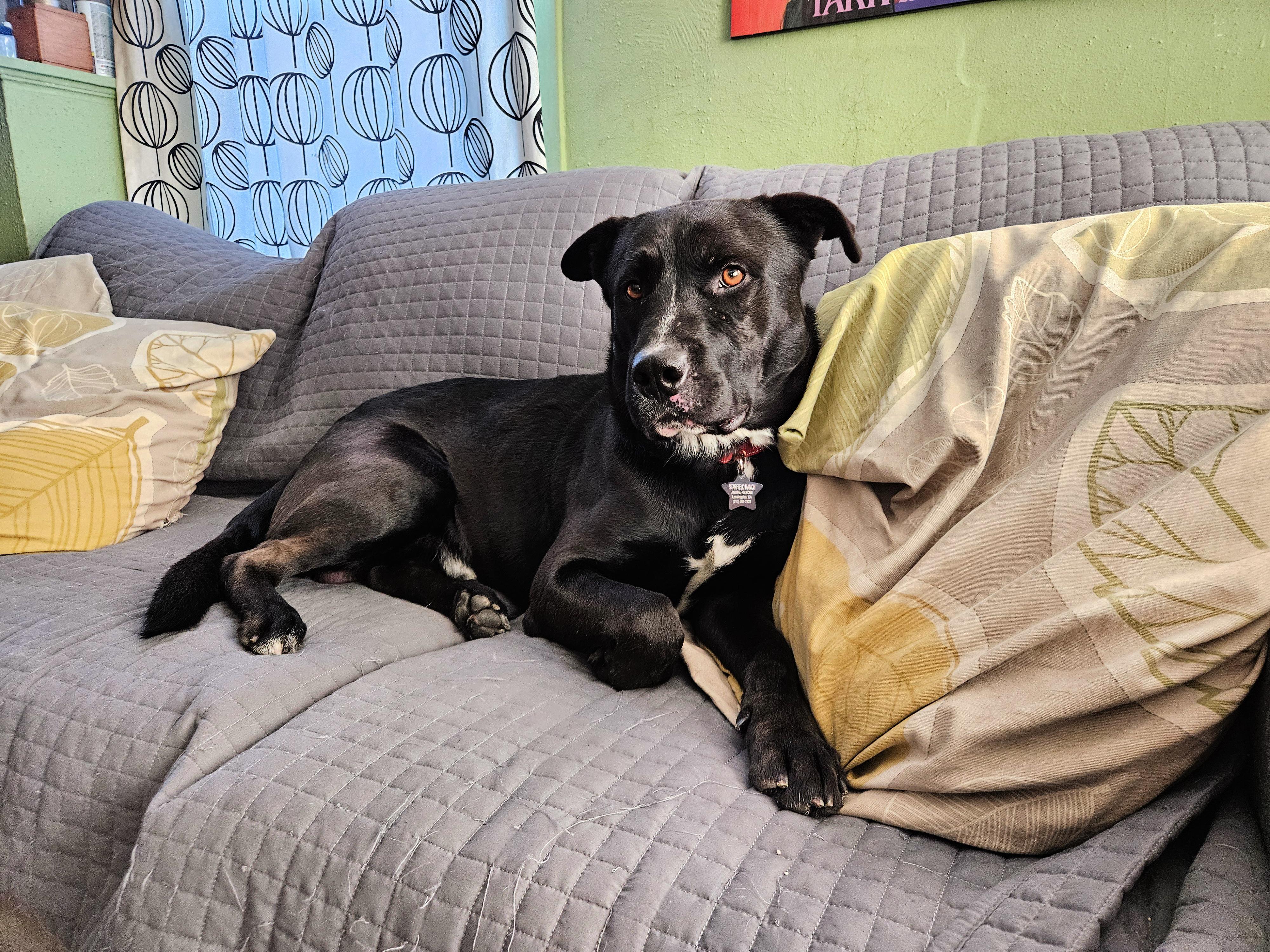 Malcom loves to play, a Adoptable Labrador Retriever in Redondo Beach, CA image 3/5