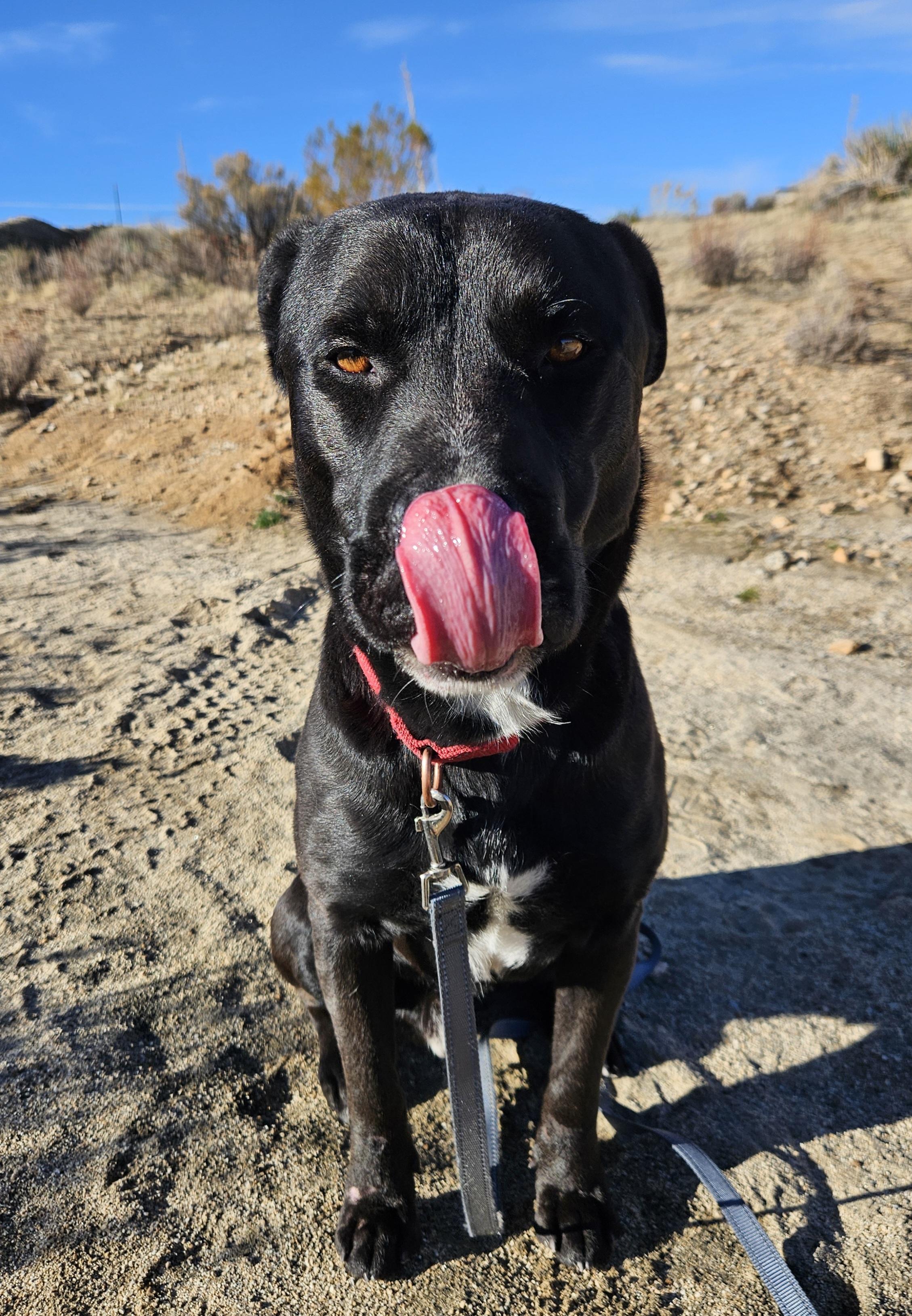 Malcom loves to play, a Adoptable Labrador Retriever in Redondo Beach, CA image 4/5