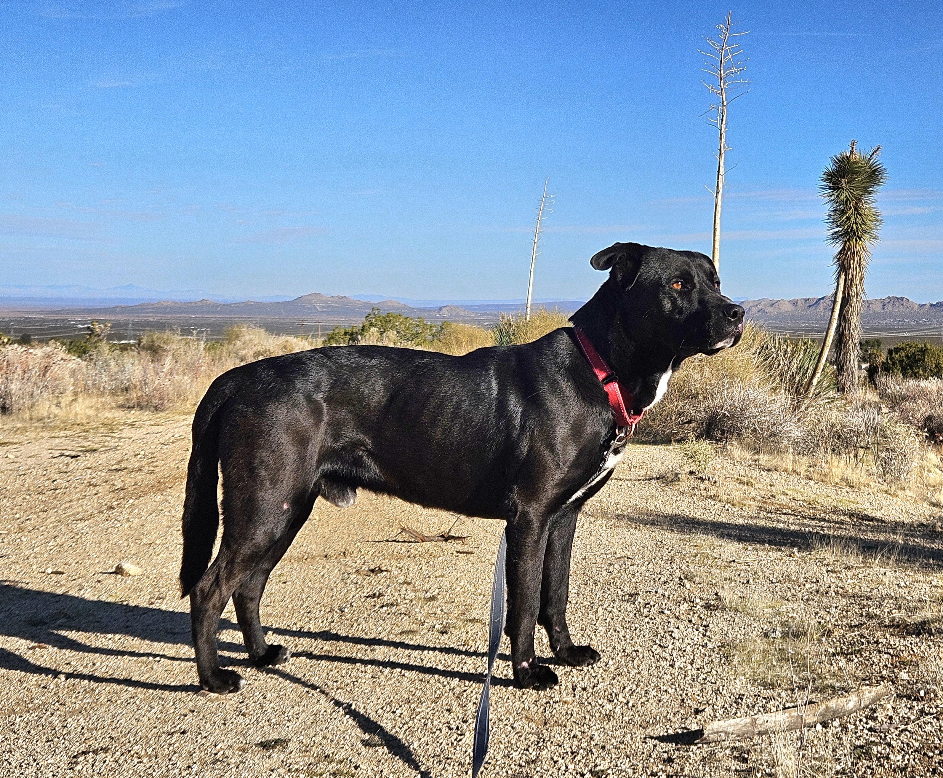 Malcom loves to play, a Adoptable Labrador Retriever in Redondo Beach, CA image 5/5