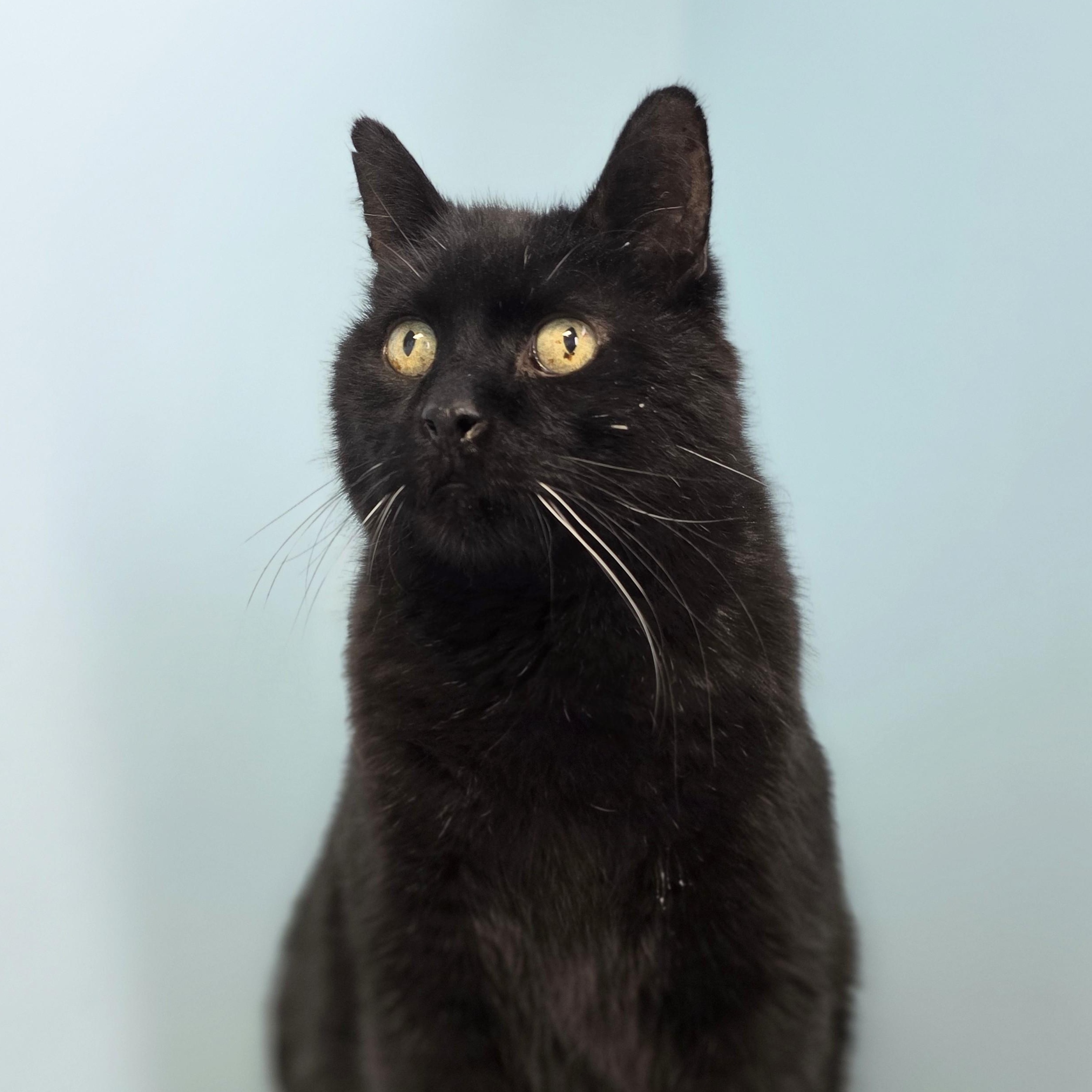 Herbie, ADOPTABLE, Senior Male Domestic Short Hair.