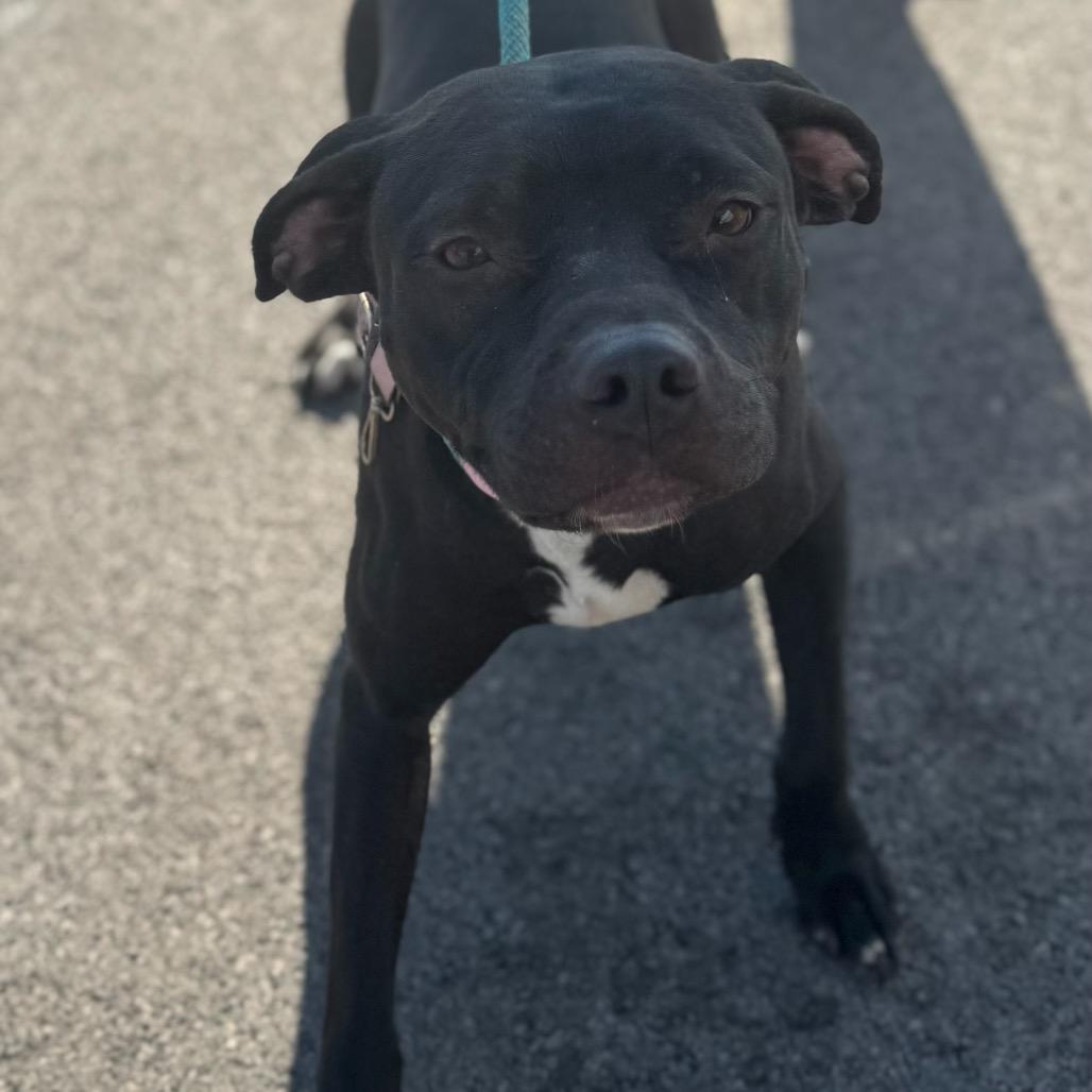 Brooklyn, Adoptable, Adult Female Pit Bull Terrier.